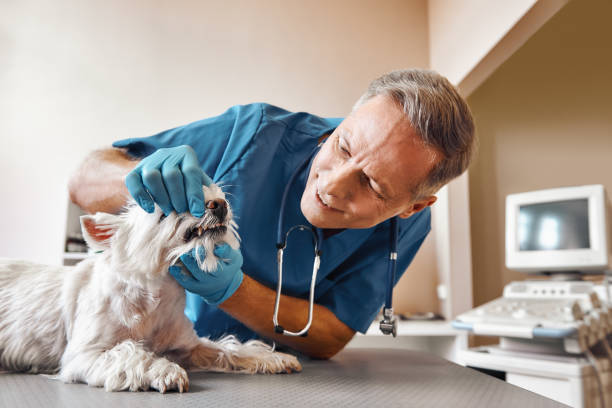 Best Emergency Dental Services for Seniors in Napavine, WA